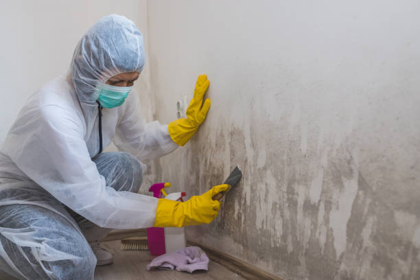 Biohazard Mold Removal in Peosta, IA