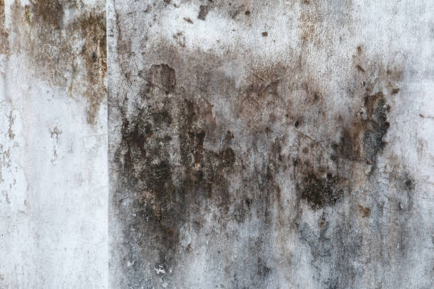 Best Mold Odor Removal Services  in Peosta, IA