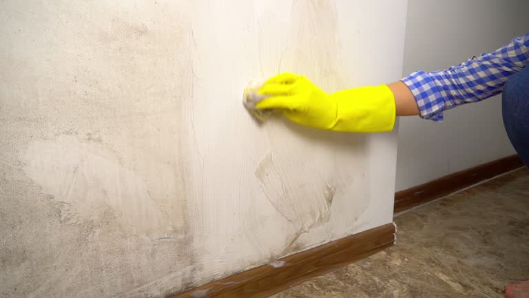 Trusted Peosta, IA Mold Removal Experts