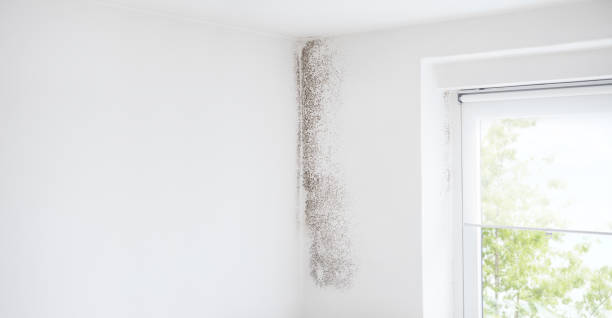 Dehumidification Services in Peosta, IA