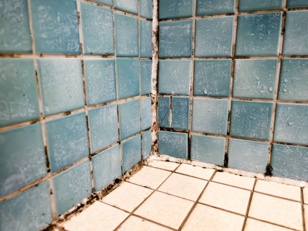 Best Mold Documentation for Insurance Claims  in Peosta, IA