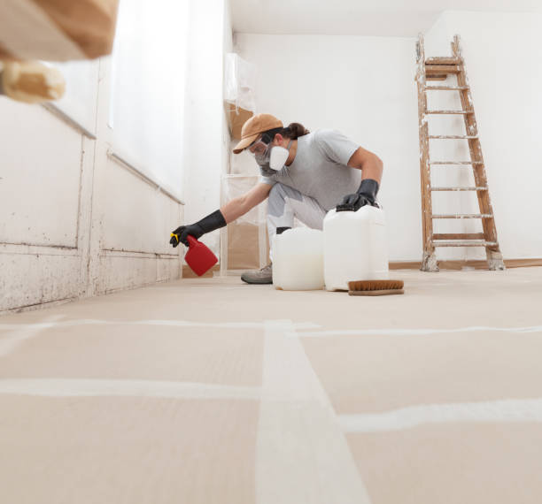 Best Mold Damage Restoration  in Peosta, IA