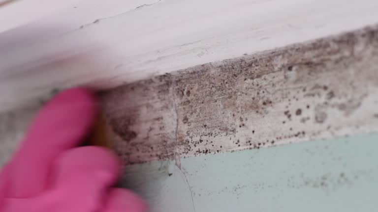 Best Attic Mold Removal  in Peosta, IA